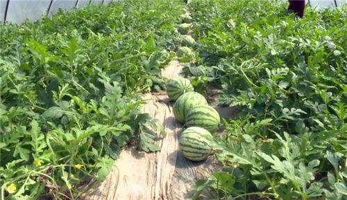 菏泽吃瓜事件视频最新,一场网络热议的瓜田奇谈