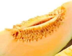 母兔可以吃蜜瓜吗视频,探索兔粮新选择