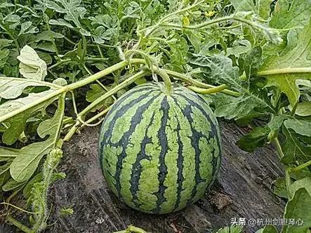 看瓜吃瓜视频,揭秘娱乐圈幕后真相