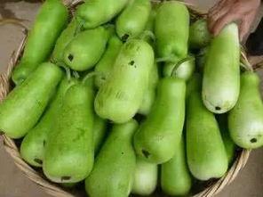 葫芦瓜烫着吃会中毒吗视频,葫芦瓜烫食中毒风险揭秘