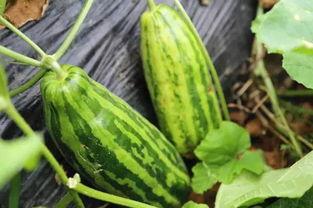 小孩吃白田瓜好吗视频,儿童食用指南与营养分析