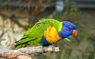 鹦鹉可以吃网纹瓜吗视频,揭秘网纹瓜的口感之旅