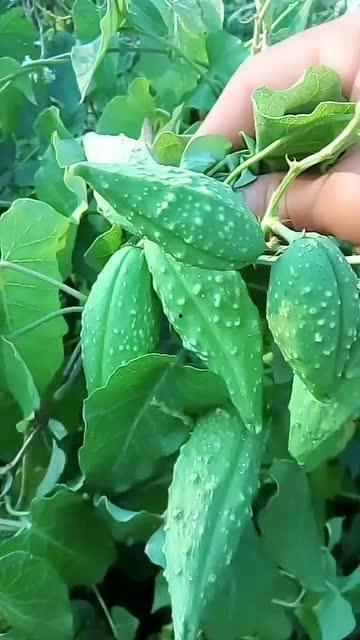 老瓜瓢怎么吃能治病视频,家常食材的治病良方