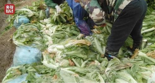 带你吃瓜老坛酸菜视频,老坛酸菜背后的故事与争议