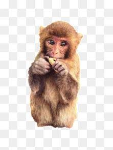 猴吃瓜背景视频素材下载