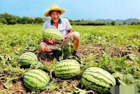 瓜农翻车路上吃瓜视频,这瓜太香了！