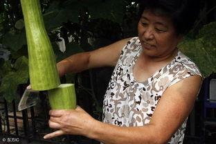会长吃瓜的视频,一窥娱乐圈幕后风云