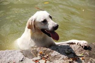 狗不可以吃哈密瓜吗视频,狗狗为何不宜食用哈密瓜