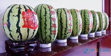 硒砂瓜能不能焖熟吃呢视频,美味焖熟，营养保留