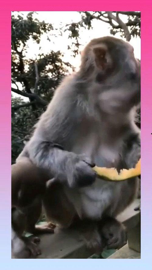 猴子吃瓜文案视频软件,猴子吃瓜，趣味横生的短视频盛宴
