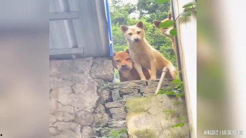 围观吃瓜小狗视频播放下载,萌宠瞬间走红网络