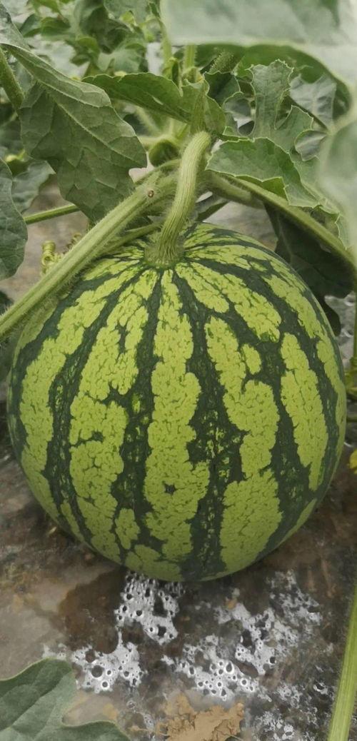 舟山吃瓜群众事件视频播放,网络热议背后的真相揭秘