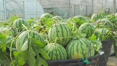 南充的吃瓜视频  第3张