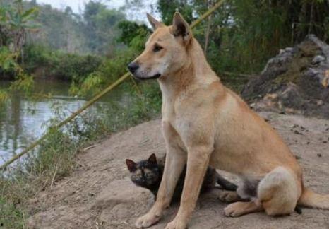 农村吃瓜的土狗子视频,欢乐乡村生活瞬间 第2张 农村吃瓜的土狗子视频,欢乐乡村生活瞬间 第2张