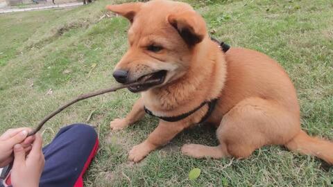 农村吃瓜的土狗子视频,欢乐乡村生活瞬间 第3张 农村吃瓜的土狗子视频,欢乐乡村生活瞬间 第3张