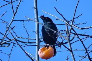 鸟可以吃梨瓜吗视频大全,梨瓜在鸟儿餐桌上的地位