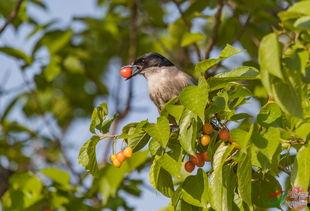 鸟可以吃梨瓜吗视频大全,梨瓜在鸟儿餐桌上的地位  第2张