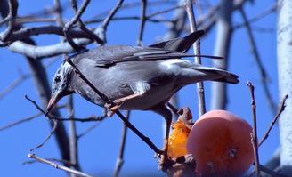 鸟可以吃梨瓜吗视频大全,梨瓜在鸟儿餐桌上的地位  第3张
