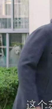 张一山电视剧吃瓜视频播放,揭秘娱乐圈幕后真相  第2张