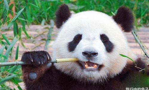 游客吵架熊猫吃瓜视频 第3张 游客吵架熊猫吃瓜视频 第3张