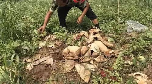 阳谷最近吃瓜事件视频,一场引发热议的网络狂欢 第3张 阳谷最近吃瓜事件视频,一场引发热议的网络狂欢 第3张