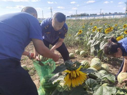 乌海吃瓜事件真相视频,揭秘真相背后的惊人内幕 第3张 乌海吃瓜事件真相视频,揭秘真相背后的惊人内幕 第3张