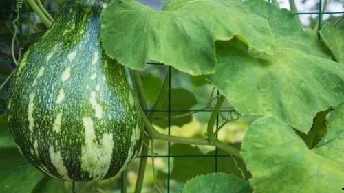 吃瓜视频一个小时,热点事件大揭秘  第3张