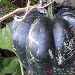 方瓜变软了可以吃吗视频  第3张