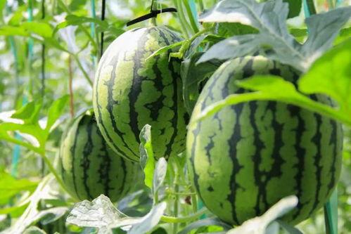 瓜州免费吃瓜骗局视频,视频曝光背后的真相  第3张