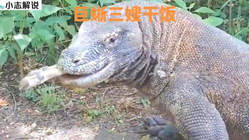 印度巨蜥被吃瓜视频,生态平衡与人类欲望的冲突