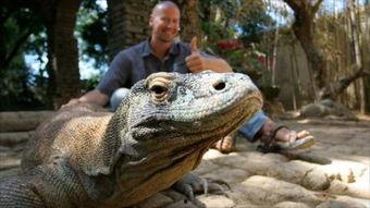 印度巨蜥被吃瓜视频,生态平衡与人类欲望的冲突  第2张