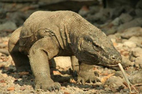 印度巨蜥被吃瓜视频,生态平衡与人类欲望的冲突  第3张