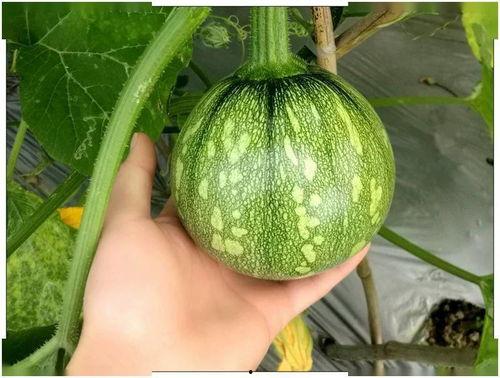 小麦穗吃瓜视频,趣味横生的田园生活瞬间