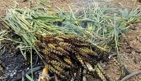 小麦穗吃瓜视频,趣味横生的田园生活瞬间  第3张