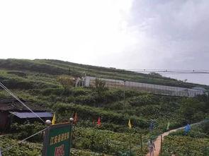 松阳吃瓜群众事件视频,一场网络舆论的风暴与反思  第2张